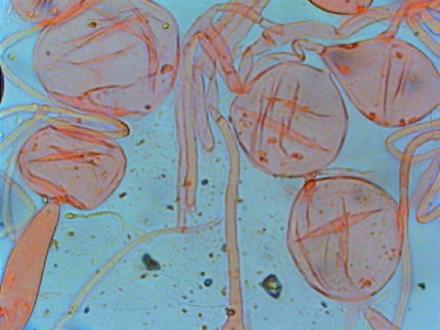 Altra Amanita critica